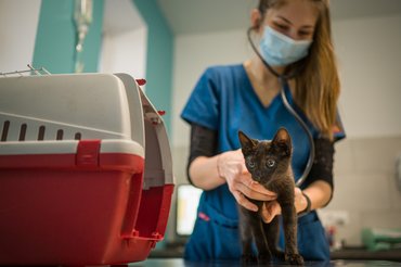 Fotó: Suttogó Állatorvosi Rendelő