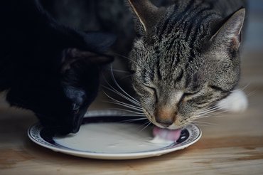 Macska tejet lefetyel