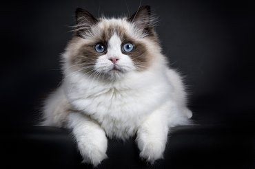 Ragdoll hason fekve néz