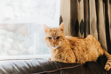 Idős vörös cica az ablakban fekszik