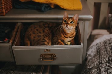 A bengáli simán kihúzza magának a fiókot, hogy abban aludjon.