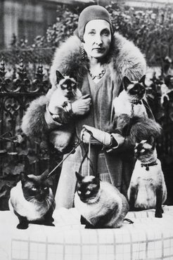 Mrs. Frederick H. Fleitman öt cicájával egy macskakiállításon.