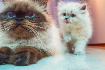 Felnőtt és kölyök macska