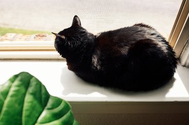fekete macska vekni pózban pihen vagy alszik