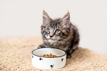 Main coon kölyök: igazán elragadó.