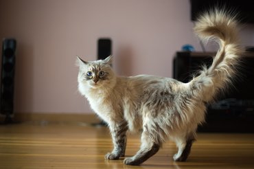 Cica feltartott farokkal