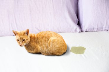 macska az ágyra pisilt