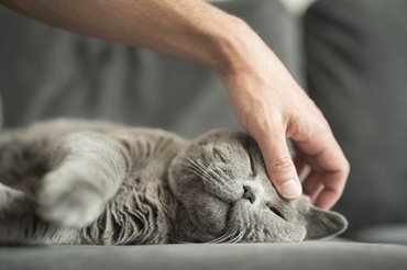 A roham közben nem ajánlott simogatni az állatot, de utána megnyugtathatjuk az érintés erejével.