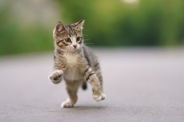 Gyakori, hogy furcsán, dülöngélve járnak ilyenkor, mintha újratanulnák a mozdulatokat.