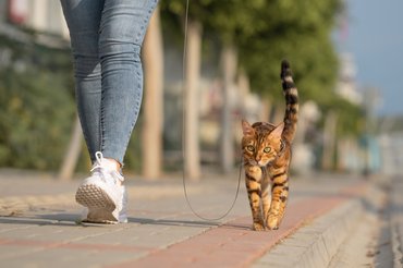 Attól még, mert nem valószínű, nem lehetetlen az, hogy egy cica a gazdája mellett sétáljon pórázon. Vannak macskák, akik kifejezetten élvezik a közös sétákat.