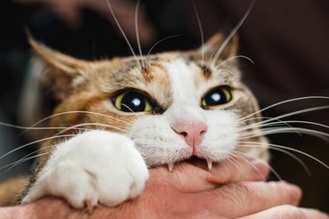 Macska a gazdája kezébe harap