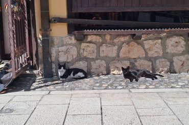Az óriási tömeg és a folytonos nyüzsgés sem zavarta őket.