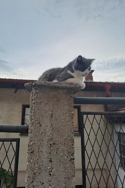 Délutáni sziesztáját töltő méretes példány.