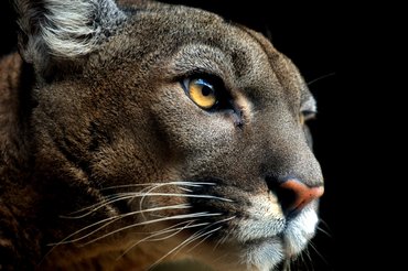 20 után szabadult börtönéből a láncra vert puma.