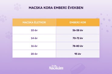 A macska életkora emberi években táblázat