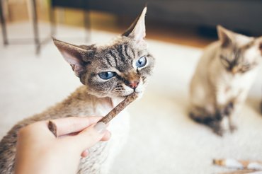 devon rex jutalomfalatot eszik