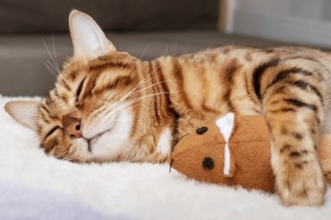 Cica plüssjátékkal alszik