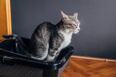 Alomtálcán pisilő macska