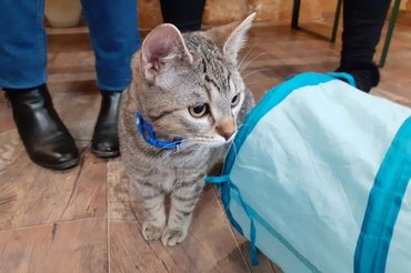 Elkötelezett macskamentők fognak beszélni mindenkit érintő témákról.