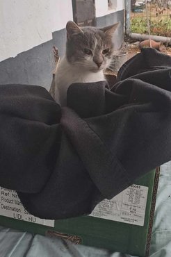 Sári átmenetileg egy magaslatra helyezett, bélelt dobozban húzta meg magát.