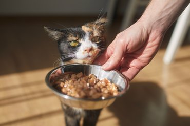 trikolor macska enni kap