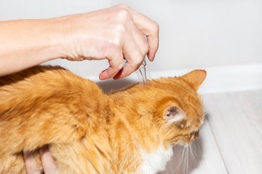 Bolha elleni védekezés egy vörös macskánál