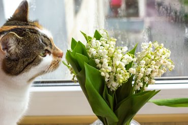 a gyöngyvirággal mindenkinek jobb vigyázni, erősen mérgező!