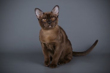 burma macska
