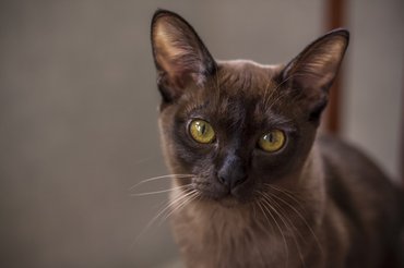 burma macska