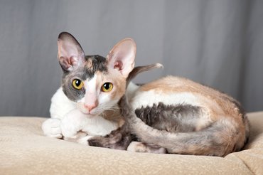 cornish rex fekszik