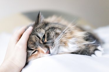 beteg maine coon macska