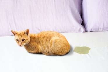 cica bepisilt az ágyba