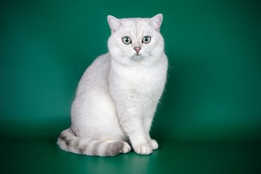 scottish straight kölyök