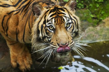 tigris iszik