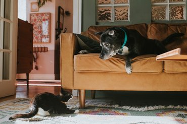 Egy cica és egy kanapén fekvő kutya