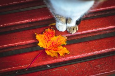 Cica lábak őszi falevéllel.