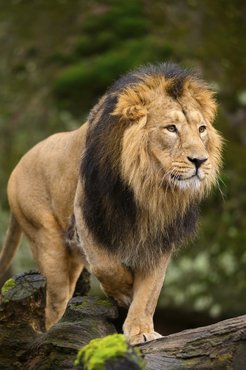hím ázsiai oroszlán