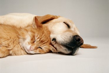 Kutya egy cicával összebújva fekszik