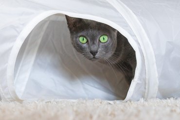 korat játék közben
