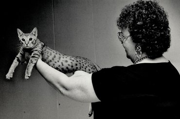 ocicat 1987-es kiállításon