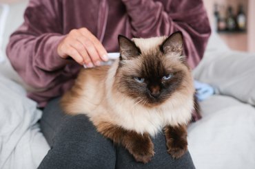 Egy macskát fésül a gazdája