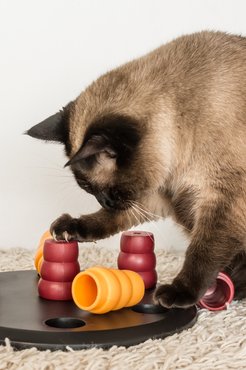 Játékos cica puzzle