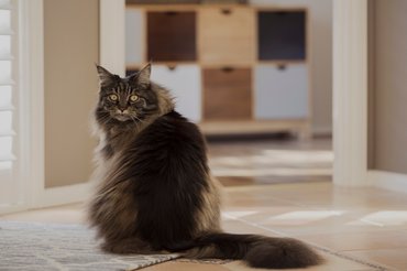 Maine coon cica ül