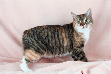 Manx, a farok nélküli macska