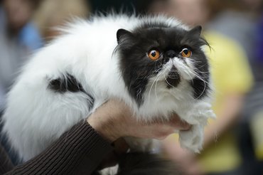 perzsa macska kiállításon
