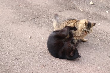 Két macska harcol.