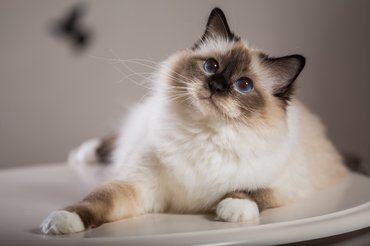 Kedvesen néző birman