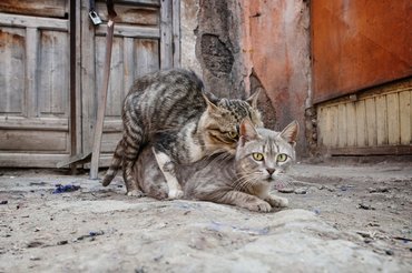 Kertben párzó macskák