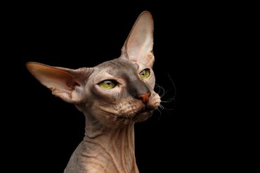 peterbald profil