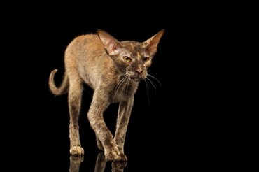 szőrös peterbald sétál